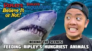 SUSHI CHEF FEEDS RIPLEY'S HUNGRIEST ANIMALS!
