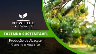 New Life Farms  -  Apresentação da fazenda sustentável em Santa Rita do Araguaia