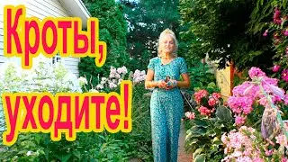 Как прогнать кротов с участка