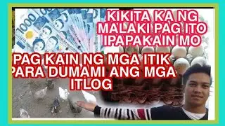 KIKITA KA NG MALAKING PERA PAG ITO ANG PAGKAIN NG MGA  ITIK MO|GAANO KALAKI ANG KIKITAIN SA ITIKAN