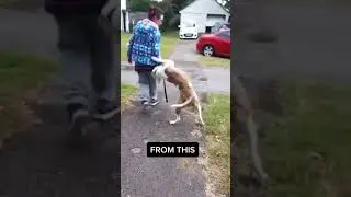 American Bullies Are Some Of The Easiest To Train 😍
