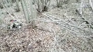 Охата на куницю капканами #ОХОТА #КУНИЦЯ #КАПКАНИ
