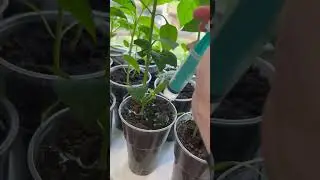 Подкорми рассаду ЭТИМ, результат на лицо!