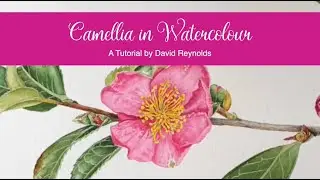 Paint a Pink Camellia in Watercolour