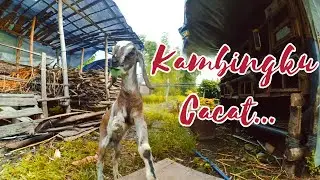 Rawat Kambing Cacat ?  Susah pa gak..  Begini Caranya