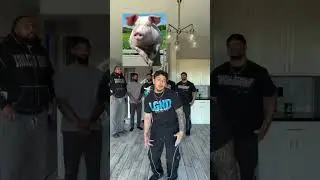 NONCHALANT ANIMALS 