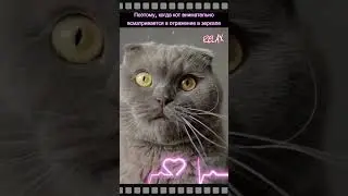 Что видит кот, когда смотрит в зеркало? 