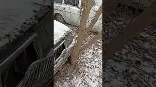 Волга вросла в дерево. 
