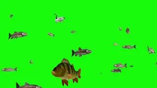 Cartoon Green Screen Animation 