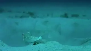 Рыбка-архитектор творит шедевры на морском дне