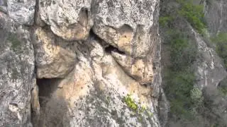 ორბი (ვაშლოვნის ნაკრძალი) Gyps in Vashlovani National Park