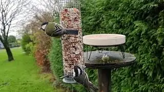 S21 Ultra(slow motion) vs Garden Birds - Part 1