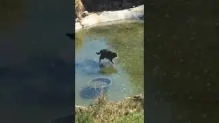 КОТ НА ЗИМНЕЙ РЫБАЛКЕ. 😂😂😂.