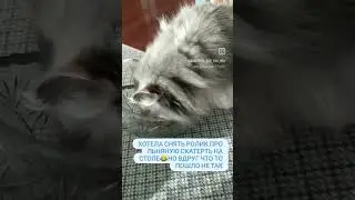 Кошка и конфеты 