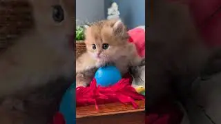 baby cat ku lagi asyik bermain bola#shorts #kucinglucu #kucing