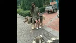 Trying to ride the dog