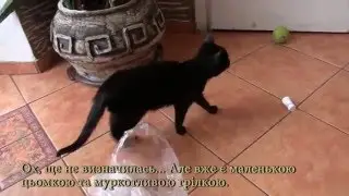 Киця Ванга шукає доброго господаря. Львів