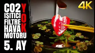 5 Month - Planted Fish Bowl - NO filter, NO CO2, NO Ferts 7 Gallon Nano Tank