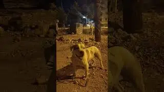 gece saat iki pitbull ile sohbet :)