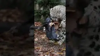 Снежный барс против пингвина@123q #котики #кот #зима