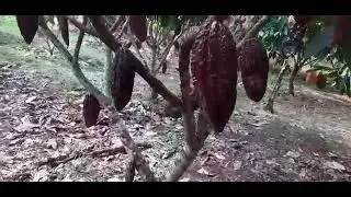 Resultado de um trabalho e reconhecimento do produtor