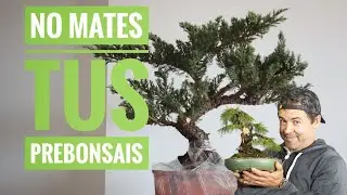 No mates tus prebonsais, bonsái el arte de la paciencia #bonsaicolombia #bonsaimedellin