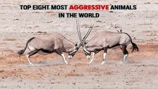 The 8 Most Aggressive Animals In The World - Scary!