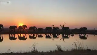 A magnificent African sunset as the elephant herd pass the waterhole 🐘 Can you spot Khanyisa? 🌞