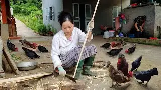 Let the Chickens Out to Eat, Then Build a Bamboo Fence for the Veggie Garden - Episode 2