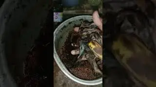 PANEN JAKABA DAN KASIH MAKAN JAKABA LAGI