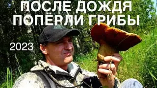 ПОПЁРЛИ ГРИБЫ ПОСЛЕ ДОЖДЯ,УРОЖАЙ 2023.
