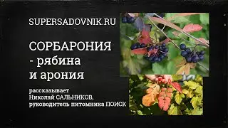 Новинка сезона - Сорбарония - лучше рябины и лучше аронии
