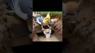 Tiel save the cat 