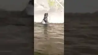 Bear climber