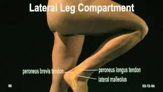 Surface Anatomy -  Leg & Foot (2D)