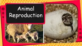 Science - Animal reproduction, Egg laying animal and Mammals - English