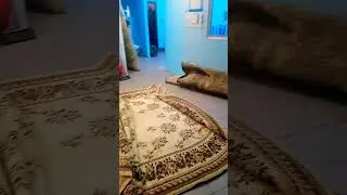 Фабрика Чистоты Стирка Ковровых изделий