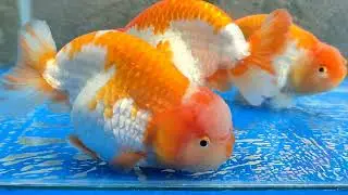 Jumbo size buffalo ranchu Goldfish || Goldfish ranchu