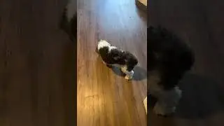 Chloe as pinball at 18 years