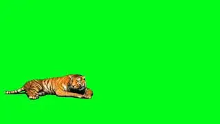 Tiger green screen video (copy right free)