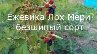 Безшипая Ежевика Лох Мери и Тройная Корона Трипл Краун Triple Crown