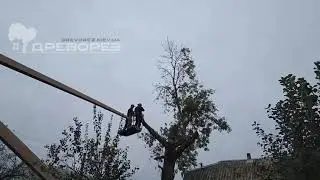 Спил дерева с автовышки со сбросом частей