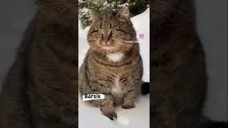 НЕОБЫЧНЫЙ КОТИК? 