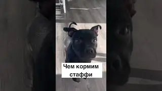 Чем кормим стаффи 