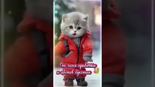 Я подарю тебе розы... #юмор #рек #кошки