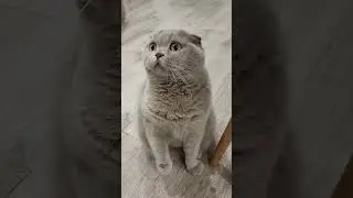 Шаня неподкупная 