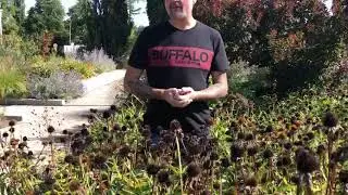 Consider leaving your coneflowers for the birds