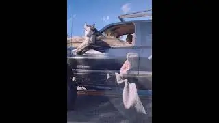 HUSKY