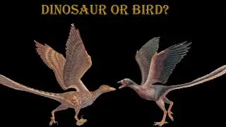 Are birds dinosaurs? Part 3/9: Feathered dragons