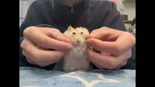 这个bgm也太可爱了#萌宠 #家有萌鼠 #养鼠日常分享 #仓鼠🐹 #仓鼠